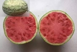 吃瓜直播间免费吃瓜是真是假,吃瓜直播间免费吃瓜，真相大揭秘！